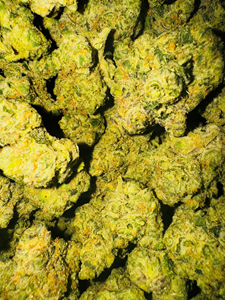 14g Hoagie Breath (I) 31%